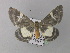  ( - BC ZSM Lep 05827)  @13 [ ] CreativeCommons - Attribution Non-Commercial Share-Alike (2010) Unspecified SNSB, Zoologische Staatssammlung Muenchen
