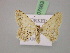  ( - BC ZSM Lep 07063)  @11 [ ] CreativeCommons - Attribution Non-Commercial Share-Alike (2010) Unspecified SNSB, Zoologische Staatssammlung Muenchen
