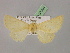  ( - BC ZSM Lep 07091)  @11 [ ] CreativeCommons - Attribution Non-Commercial Share-Alike (2010) Unspecified SNSB, Zoologische Staatssammlung Muenchen
