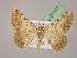  ( - BC ZSM Lep 07101)  @13 [ ] CreativeCommons - Attribution Non-Commercial Share-Alike (2010) Unspecified SNSB, Zoologische Staatssammlung Muenchen