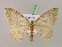  ( - BC ZSM Lep 07132)  @14 [ ] CreativeCommons - Attribution Non-Commercial Share-Alike (2010) Unspecified SNSB, Zoologische Staatssammlung Muenchen