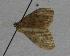  (Idaea libycata - BC ZSM Lep 11121)  @12 [ ] CreativeCommons - Attribution Non-Commercial Share-Alike (2010) Unspecified SNSB, Zoologische Staatssammlung Muenchen