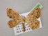  ( - BC ZSM Lep 13786)  @14 [ ] CreativeCommons - Attribution Non-Commercial Share-Alike (2010) Unspecified SNSB, Zoologische Staatssammlung Muenchen