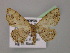  ( - BC ZSM Lep 13787)  @14 [ ] CreativeCommons - Attribution Non-Commercial Share-Alike (2010) Unspecified SNSB, Zoologische Staatssammlung Muenchen