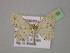 ( - BC ZSM Lep 13790)  @11 [ ] CreativeCommons - Attribution Non-Commercial Share-Alike (2010) Unspecified SNSB, Zoologische Staatssammlung Muenchen