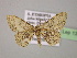  ( - BC ZSM Lep 13794)  @11 [ ] CreativeCommons - Attribution Non-Commercial Share-Alike (2010) Unspecified SNSB, Zoologische Staatssammlung Muenchen