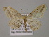  (Scopula bigeminataAH02Et - BC ZSM Lep 13810)  @14 [ ] CreativeCommons - Attribution Non-Commercial Share-Alike (2010) Unspecified SNSB, Zoologische Staatssammlung Muenchen