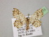  ( - BC ZSM Lep 13813)  @13 [ ] CreativeCommons - Attribution Non-Commercial Share-Alike (2010) Unspecified SNSB, Zoologische Staatssammlung Muenchen