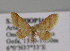 ( - BC ZSM Lep 13816)  @11 [ ] CreativeCommons - Attribution Non-Commercial Share-Alike (2010) Unspecified SNSB, Zoologische Staatssammlung Muenchen