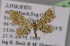  ( - BC ZSM Lep 13825)  @12 [ ] CreativeCommons - Attribution Non-Commercial Share-Alike (2010) Unspecified SNSB, Zoologische Staatssammlung Muenchen
