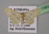  ( - BC ZSM Lep 13836)  @12 [ ] CreativeCommons - Attribution Non-Commercial Share-Alike (2010) Unspecified SNSB, Zoologische Staatssammlung Muenchen