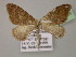  ( - BC ZSM Lep 13856)  @12 [ ] CreativeCommons - Attribution Non-Commercial Share-Alike (2010) Unspecified SNSB, Zoologische Staatssammlung Muenchen