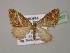  ( - BC ZSM Lep 13857)  @14 [ ] CreativeCommons - Attribution Non-Commercial Share-Alike (2010) Unspecified SNSB, Zoologische Staatssammlung Muenchen
