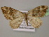  ( - BC ZSM Lep 13859)  @11 [ ] CreativeCommons - Attribution Non-Commercial Share-Alike (2010) Unspecified SNSB, Zoologische Staatssammlung Muenchen