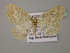  ( - BC ZSM Lep 13860)  @13 [ ] CreativeCommons - Attribution Non-Commercial Share-Alike (2010) Unspecified SNSB, Zoologische Staatssammlung Muenchen