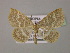  ( - BC ZSM Lep 13861)  @14 [ ] CreativeCommons - Attribution Non-Commercial Share-Alike (2010) Unspecified SNSB, Zoologische Staatssammlung Muenchen