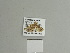  ( - BC ZSM Lep 84608)  @12 [ ] CreativeCommons - Attribution Non-Commercial Share-Alike (2014) Axel Hausmann/Bavarian State Collection of Zoology (ZSM) SNSB, Zoologische Staatssammlung Muenchen