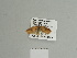  ( - BC ZSM Lep 84619)  @12 [ ] CreativeCommons - Attribution Non-Commercial Share-Alike (2014) Axel Hausmann/Bavarian State Collection of Zoology (ZSM) SNSB, Zoologische Staatssammlung Muenchen