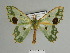  ( - BC ZSM Lep 84626)  @11 [ ] CreativeCommons - Attribution Non-Commercial Share-Alike (2014) Axel Hausmann/Bavarian State Collection of Zoology (ZSM) SNSB, Zoologische Staatssammlung Muenchen