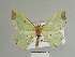  ( - BC ZSM Lep 84629)  @12 [ ] CreativeCommons - Attribution Non-Commercial Share-Alike (2014) Axel Hausmann/Bavarian State Collection of Zoology (ZSM) SNSB, Zoologische Staatssammlung Muenchen