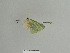  ( - BC ZSM Lep 84760)  @12 [ ] CreativeCommons - Attribution Non-Commercial Share-Alike (2014) Axel Hausmann/Bavarian State Collection of Zoology (ZSM) SNSB, Zoologische Staatssammlung Muenchen