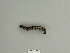  ( - BC ZSM Lep 84847)  @12 [ ] CreativeCommons - Attribution Non-Commercial Share-Alike (2014) Axel Hausmann/Bavarian State Collection of Zoology (ZSM) SNSB, Zoologische Staatssammlung Muenchen