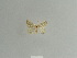  ( - BC ZSM Lep 84850)  @12 [ ] CreativeCommons - Attribution Non-Commercial Share-Alike (2014) Axel Hausmann/Bavarian State Collection of Zoology (ZSM) SNSB, Zoologische Staatssammlung Muenchen