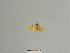  ( - BC ZSM Lep 84871)  @12 [ ] CreativeCommons - Attribution Non-Commercial Share-Alike (2014) Axel Hausmann/Bavarian State Collection of Zoology (ZSM) SNSB, Zoologische Staatssammlung Muenchen