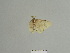  ( - BC ZSM Lep 84899)  @12 [ ] CreativeCommons - Attribution Non-Commercial Share-Alike (2014) Axel Hausmann/Bavarian State Collection of Zoology (ZSM) SNSB, Zoologische Staatssammlung Muenchen