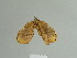  ( - BC ZSM Lep 84920)  @13 [ ] CreativeCommons - Attribution Non-Commercial Share-Alike (2014) Axel Hausmann/Bavarian State Collection of Zoology (ZSM) SNSB, Zoologische Staatssammlung Muenchen