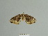  ( - BC ZSM Lep 84924)  @11 [ ] CreativeCommons - Attribution Non-Commercial Share-Alike (2014) Axel Hausmann/Bavarian State Collection of Zoology (ZSM) SNSB, Zoologische Staatssammlung Muenchen