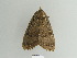  ( - BC ZSM Lep 84939)  @12 [ ] CreativeCommons - Attribution Non-Commercial Share-Alike (2014) Axel Hausmann/Bavarian State Collection of Zoology (ZSM) SNSB, Zoologische Staatssammlung Muenchen