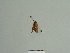  ( - BC ZSM Lep 85028)  @12 [ ] CreativeCommons - Attribution Non-Commercial Share-Alike (2014) Axel Hausmann/Bavarian State Collection of Zoology (ZSM) SNSB, Zoologische Staatssammlung Muenchen