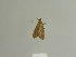  ( - BC ZSM Lep 85073)  @12 [ ] CreativeCommons - Attribution Non-Commercial Share-Alike (2014) Axel Hausmann/Bavarian State Collection of Zoology (ZSM) SNSB, Zoologische Staatssammlung Muenchen