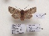  (Himalistra hackeri - BC ZSM Lep 88011)  @13 [ ] CreativeCommons - Attribution Non-Commercial Share-Alike (2015) Axel Hausmann/Bavarian State Collection of Zoology (ZSM) SNSB, Zoologische Staatssammlung Muenchen