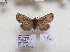  (Himalistra grassorataAS01Ch - BC ZSM Lep 88012)  @14 [ ] CreativeCommons - Attribution Non-Commercial Share-Alike (2015) Axel Hausmann/Bavarian State Collection of Zoology (ZSM) SNSB, Zoologische Staatssammlung Muenchen