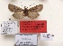  (Himalistra grassorata - BC ZSM Lep 88014)  @13 [ ] CreativeCommons - Attribution Non-Commercial Share-Alike (2015) Axel Hausmann/Bavarian State Collection of Zoology (ZSM) SNSB, Zoologische Staatssammlung Muenchen