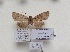  ( - BC ZSM Lep 88015)  @12 [ ] CreativeCommons - Attribution Non-Commercial Share-Alike (2015) Axel Hausmann/Bavarian State Collection of Zoology (ZSM) SNSB, Zoologische Staatssammlung Muenchen