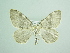  ( - BC ZSM Lep 88032)  @13 [ ] CreativeCommons - Attribution Non-Commercial Share-Alike (2015) Axel Hausmann/Bavarian State Collection of Zoology (ZSM) SNSB, Zoologische Staatssammlung Muenchen