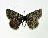  ( - BC ZSM Lep 88048)  @13 [ ] Axel Hausmann/Bavarian State Collection of Zoology (ZSM) (2015) Axel Hausmann/Bavarian State Collection of Zoology (ZSM) SNSB, Zoologische Staatssammlung Muenchen