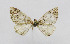  ( - BC ZSM Lep 88049)  @12 [ ] Axel Hausmann/Bavarian State Collection of Zoology (ZSM) (2015) Axel Hausmann/Bavarian State Collection of Zoology (ZSM) SNSB, Zoologische Staatssammlung Muenchen