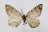  ( - BC ZSM Lep 88050)  @13 [ ] Axel Hausmann/Bavarian State Collection of Zoology (ZSM) (2015) Axel Hausmann/Bavarian State Collection of Zoology (ZSM) SNSB, Zoologische Staatssammlung Muenchen