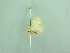  ( - BC ZSM Lep 88067)  @12 [ ] CreativeCommons - Attribution Non-Commercial Share-Alike (2015) Axel Hausmann/Bavarian State Collection of Zoology (ZSM) SNSB, Zoologische Staatssammlung Muenchen