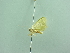  ( - BC ZSM Lep 88068)  @11 [ ] CreativeCommons - Attribution Non-Commercial Share-Alike (2015) Axel Hausmann/Bavarian State Collection of Zoology (ZSM) SNSB, Zoologische Staatssammlung Muenchen