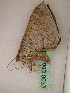  ( - BC ZSM Lep add 0072)  @12 [ ] CreativeCommons - Attribution Non-Commercial Share-Alike (2010) Unspecified SNSB, Zoologische Staatssammlung Muenchen