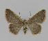  ( - BC EF Lep 00822)  @13 [ ] Copyright (2010) Unspecified Research Collection of Egbert Friedrich