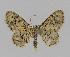  (Idaea ferrilineaEF02 - BC EF Lep 00827)  @13 [ ] Copyright (2010) Unspecified Research Collection of Egbert Friedrich
