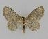  ( - BC EF Lep 00827)  @12 [ ] Copyright (2010) Unspecified Research Collection of Egbert Friedrich