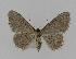  ( - BC EF Lep 00828)  @13 [ ] Copyright (2010) Unspecified Research Collection of Egbert Friedrich