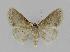  ( - BC EF Lep 00829)  @13 [ ] Copyright (2010) Unspecified Research Collection of Egbert Friedrich